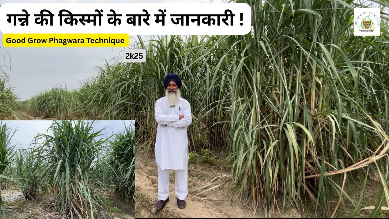 Different Sugarcane Varieties(2025)