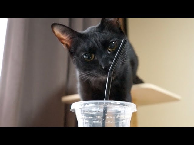 猫のコーヒーブレイク