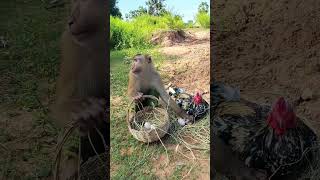 Koko monkey goest to the farm