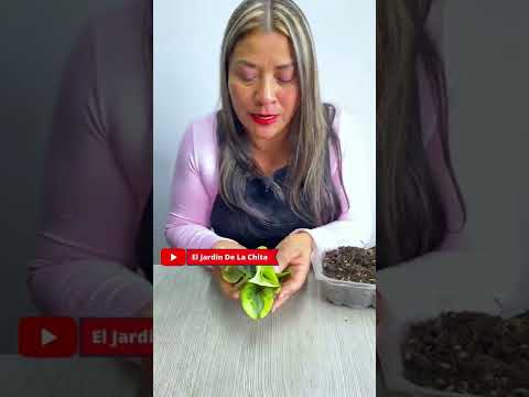 Video: Sembrando semillas de peperomia: ¿se puede cultivar peperomia a partir de semillas?