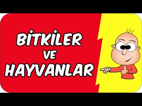 Video: İki bitki grubu nedir?