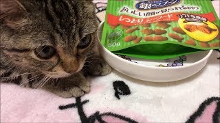 しっとりフードがやみつきになってしまった子猫