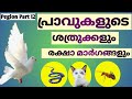 പ്രാവുകളുടെ ശത്രുക്കളും രക്ഷാ മാർഗങ്ങളും. #PIGEON ENEMIES #Pigeon part - 12