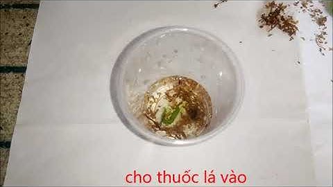 TÁC HẠI CỦA THUỐC LÁ | THÍ NGHIỆM TÁC HẠI CỦA THUỐC LÁ |  THE HARMFUL EFFECTS OF TOBACCO