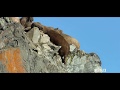 Walruses Falling From Cliff