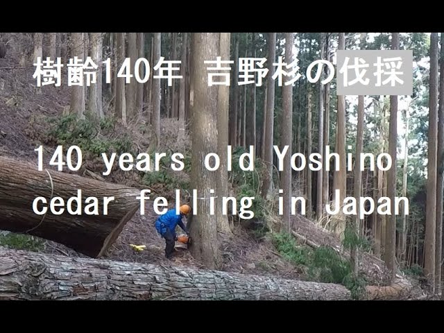 樹齢140年 吉野杉の伐採 / 140 years old Yoshino cedar felling in