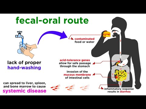 Typhoid Fever: Salmonella typhi