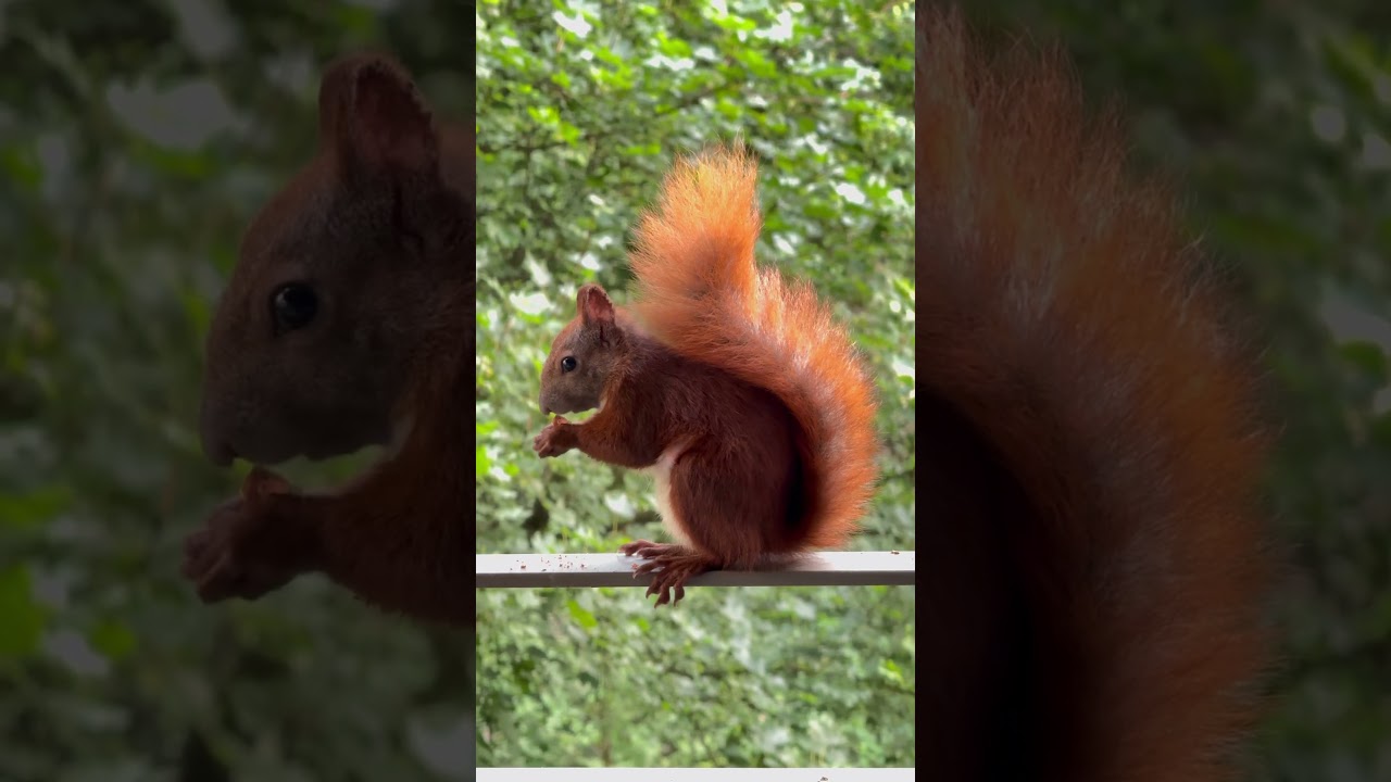 🌞 Morning Squirrel Snack | Cute Wildlife Moments 