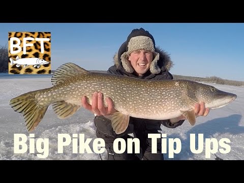 Big Pike Ice