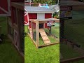 8 weeks old chicken&#39;s first day in their new coop!