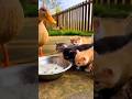 When a Duck Shared Its Food with Kittens