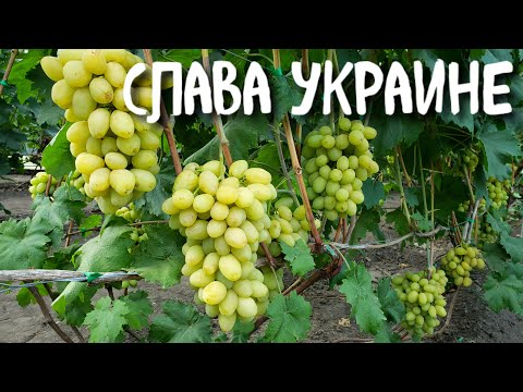 Слава Украине - идеальная во всём! Легко заменит Аркадию и Лору на каждом винограднике