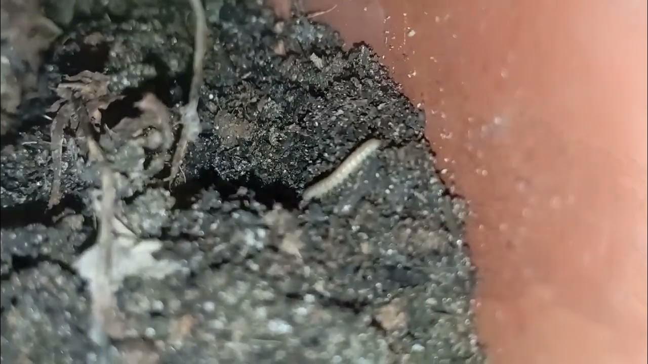 How to make organic pesticides from GINGER 🍠 YouTube