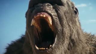 Kong X Godzilla The New Empire #movie #monsterverse