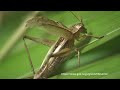 マツムシ、アオマツムシ
