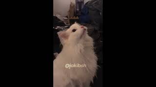 Astronomia Cat Version (Coffin Dance) ft Thurston Waffles, Bongo Cat & Dj Kitty