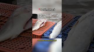 Onde BELÉM nasceu, a VIDA ainda PULSA com a mesma INTENSIDADE.