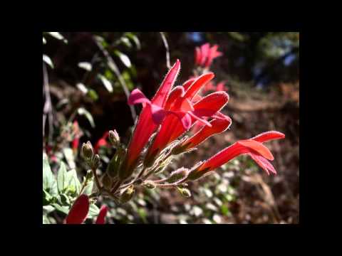 Видео: Растение Fairy Duster: как вырастить кустарник Calliandra Fairy Duster