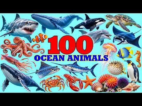 Learn Sea Animals Names Collection | 100 Ocean Animals Videos | Learn Sea Animals Names in English