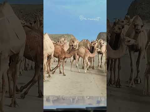 ظفار سدح حاسك2025 اكسبلور صلالة نزوي خريف صلاله