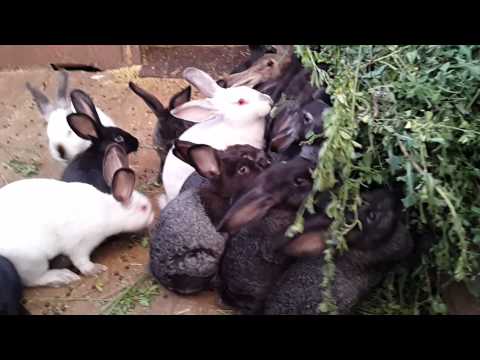 Кролики поедают люцерну