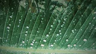 Rain On Banana Leaves with Warm Drone ( 3D-Remaster 2022) screenshot 1
