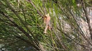 Male Praying Mantis Loses Head for Love