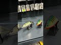 En Edit #fishing #angeln #fischen #köder #pikefishing #glidebait #edit