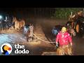 Heroes Save Fifteen Horses From Floodwaters In Hawaii | The Dodo