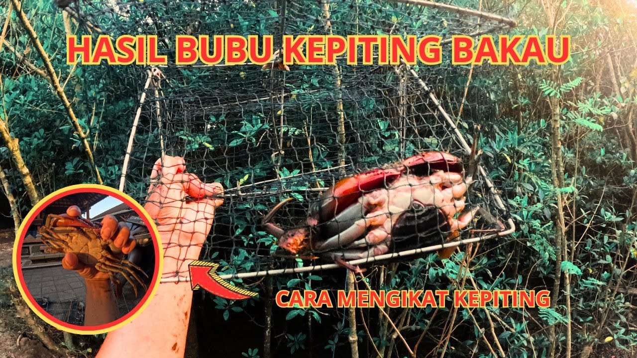 Cara Pasang Perangkap Kepiting di Bakau ‼️ Hasilnya Bikin Kaget! 🦀