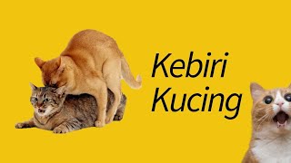 5 Alasan Mengapa Kucing Sebaiknya Dikebiri! by MeowCitizen 92,436 views 4 years ago 5 minutes, 30 seconds