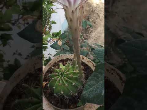 فيديو: رعاية Eipiphyllums - كيفية زراعة نباتات الصبار Epiphyllum