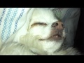 Snoring Chihuahua
