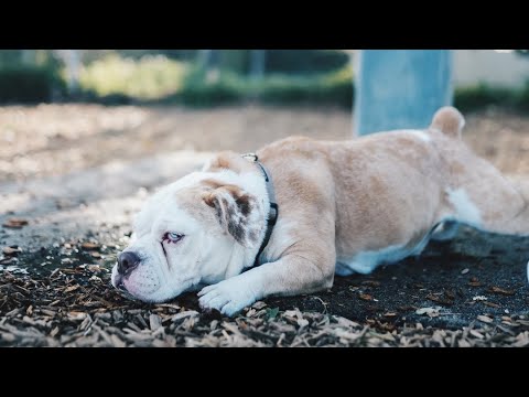 UNSCRIPTED: Dog’s First Time at Farmers Market