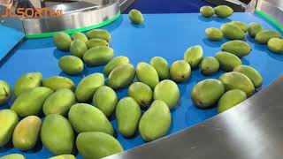 Information JCSORT Mango Washing & Weight Grading Machine | Efficient Mango Sorting Solution Update