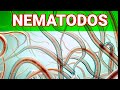 Nematodos. ¿Son un peligro para tu cultivo?