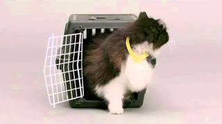 CATTERBOX :The World'd First Talking Cat Collar screenshot 5