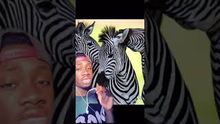 Zebra Facts But It Escalates Quickly TikTok #Shorts