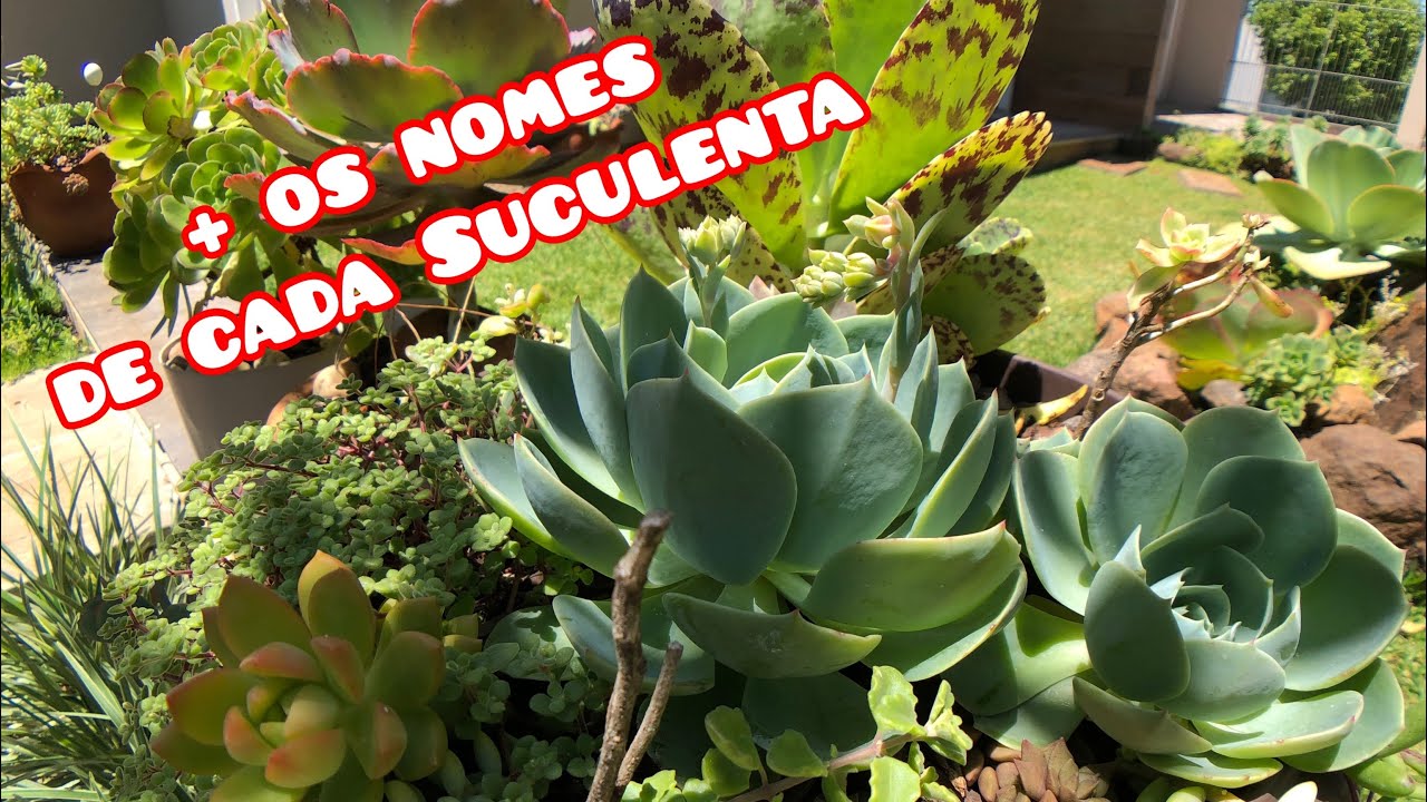 6 Arranjos com SUCULENTAS PERFEITAS para ficar no SOL PLENO