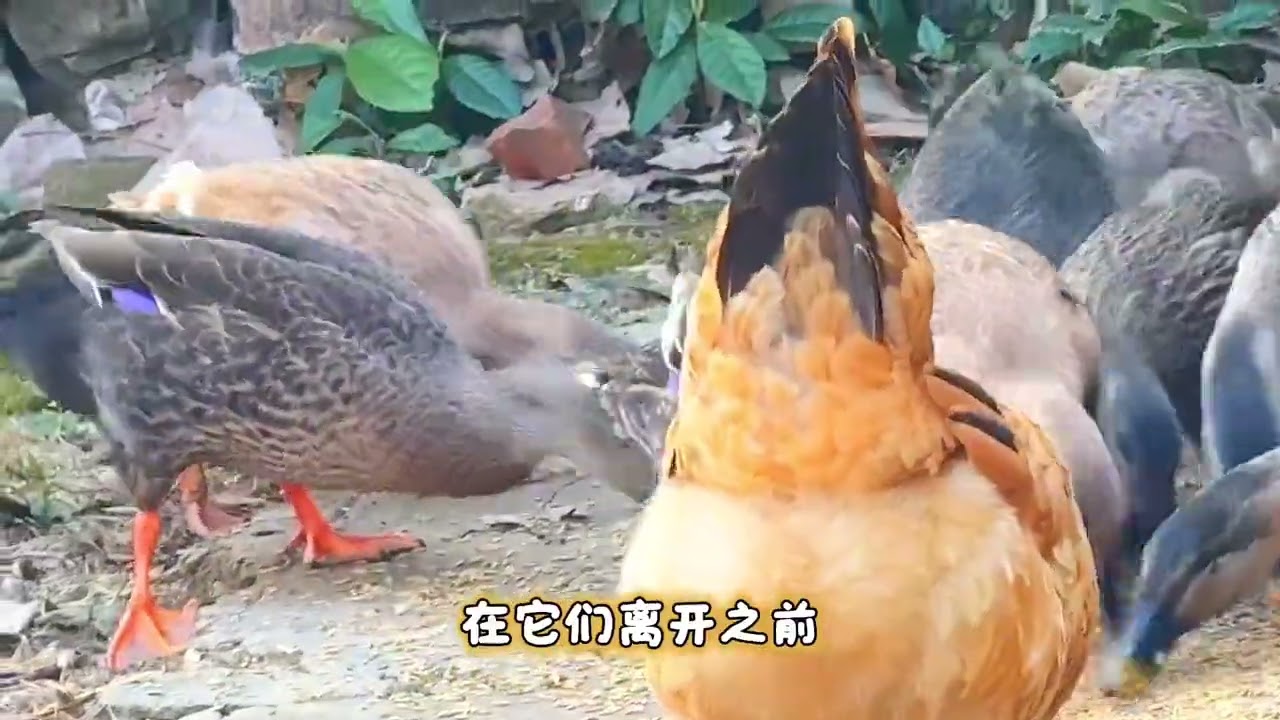 胆小的野鸭为何敢来吃食，最后飞走的那只，给了大爷答案