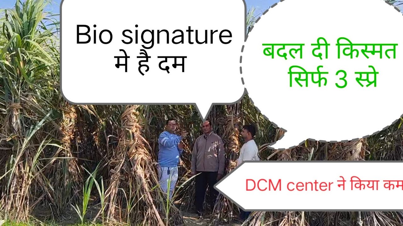 Bio signature ने किया दौराला शुगर मिल मेरठ का सबसे बेहतरीन गन्ना तैयार किसान ने लिया 2 गुना उत्पादन 