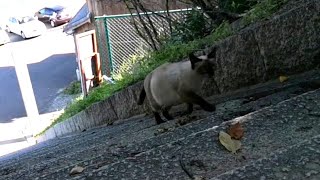 今日も神社上での猫会議に野良猫達が階段を上ってきます。