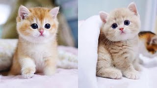 Baby Cats - Cute and Funny Cat Videos Compilation #57 | Aww Animals by Aww Animals 449,843 views 1 year ago 5 minutes, 51 seconds