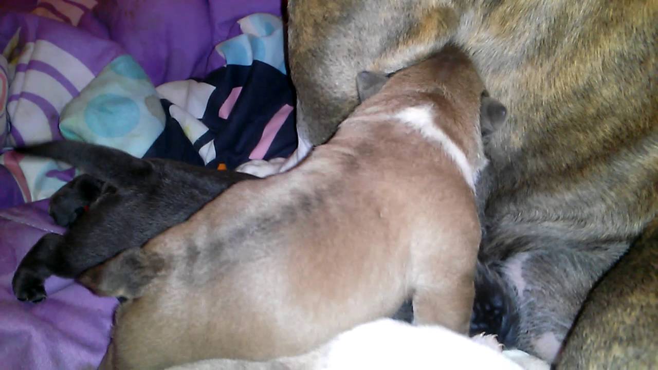 American Bully Pups Southern Cali Bullies