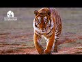 TIGER S Deadly Struggle For Survival In African Wild TIGER S Deadly Struggle For Survival In African Wild