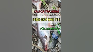 Câu cá tra sông với loại mồi này và hiệu quả bất ngờ #câucá #shorts