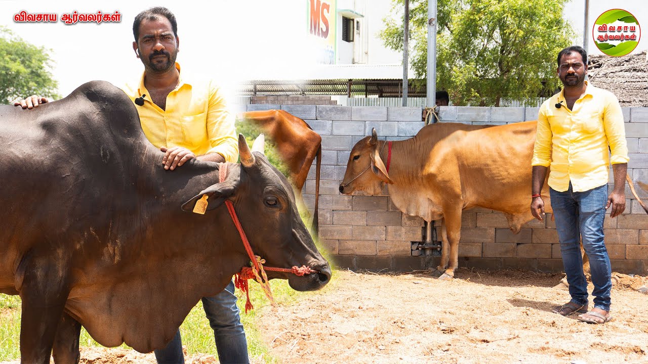 நம்ம ஊருக்கு ஏத்த செவலை மாடுகள்|திருக்கோவிலூர் 