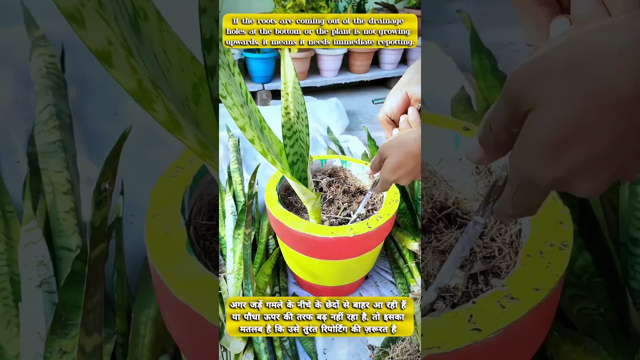 Tips For Snake Plants | How To Care Snake Plant 