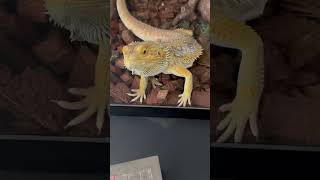 Beardie #beardeddragon #pet #reptile #viral #lizard #wildlife #animal puppy #music #snake #tree