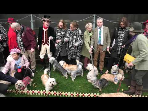 Video: Dandie Dinmont Terrier